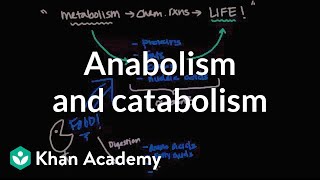 Overview of metabolism Anabolism and catabolism  Biomolecules  MCAT  Khan Academy [upl. by Lindeberg571]