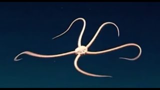 Facts The Brittle Star [upl. by Drawd]