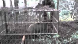 イノシシ 捕獲 箱わな 20110417 猪 [upl. by Nalla]