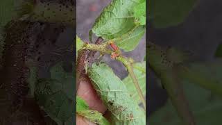 Tiny flowers of unidentified species  Boehmeria [upl. by Adrea]