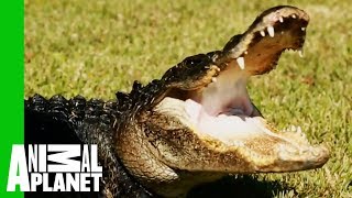 Huge 9 Foot Long Gator Rescued From Family Pond  Gator Boys [upl. by Sivraj]