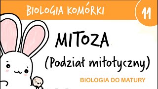 Cytologia 11  Mitoza podział mitotyczny  biologia do matury rozszerzona przygotowanie egzamin [upl. by Aciram]