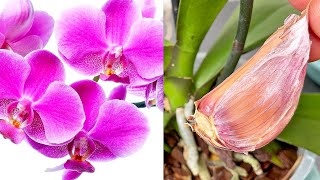 Nur 1 Knoblauchzehe Und die Orchidee wird ununterbrochen blühen [upl. by Llenaej]