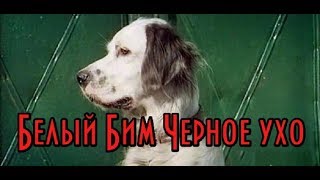 Белый Бим Черное ухо КРАТКОЕ СОДЕРЖАНИЕ [upl. by Aveneg990]