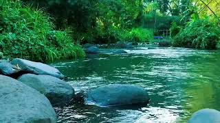 Relaxing Sound of River Water Calms The Heart And Mind  River Water In The Mountains [upl. by Ker]