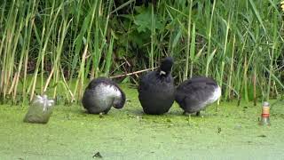 Coots Preening 20240526 [upl. by Anderer371]