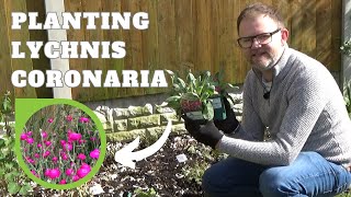 Planting Lychnis coronaria Rose Campion  Perennial Border Planting  Hardy Perennial Flowers [upl. by Gow547]