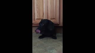 Dog suffering stroke caught on camera [upl. by Matlick]