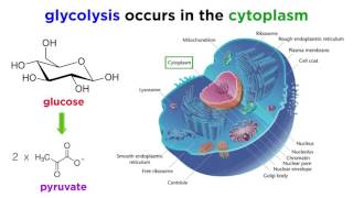 Cellular Respiration Part 1 Glycolysis [upl. by Vish]