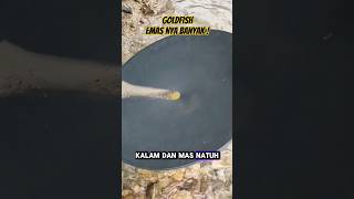 Mencari Emas Di Tepi Sungai 🔥 Goldfish Indonesia shorts goldfish reels [upl. by Nannah]