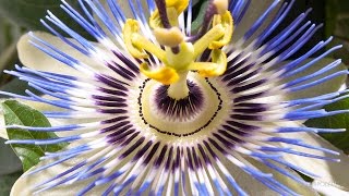 Timelapse Passion Flowers Growing and Blooming [upl. by Sualakcin]