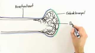 Aufbau von Knochen  Biologie  Humanbiologie [upl. by Aninad]