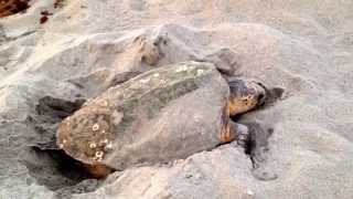 Loggerhead Sea Turtle Nesting [upl. by Atte298]