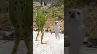 🐸🔥Super frogs vs dog bdance 🐶🐕🥰 cute funny short frog dog shorts shortvideo yt ytshorts [upl. by Nairadas575]