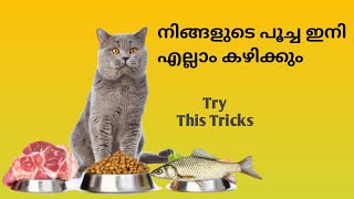 പൂച്ചകൾ എന്തും കഴിക്കാനുള്ള ട്രെയിനിങ്  How to Transition Your Cats To A Different Diets [upl. by Fi]