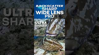 Backscatter Sharp Wide Lens Pro for GoPro shorts [upl. by Flemings340]