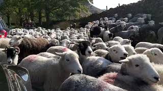 Honister Pass 🐑🐑🐑🤦‍♂️ [upl. by Gualterio]