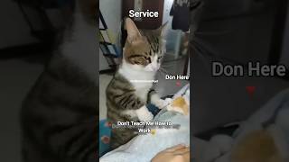 When Your Cat Adopt Crazy Actions viral youtubeshorts shorts shortsfeed [upl. by Rudman785]