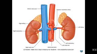 Retroperitoneal Organs 1 Dr Emad I Shaqoura [upl. by Odlopoel]