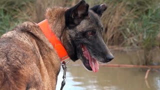 La unidad canina clave en catástrofes como la DANA de Valencia [upl. by Weatherby]