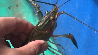 Paalala  Iwas SCAM sa Crayfish Farming🦞🦞🦞 [upl. by Gnouv195]