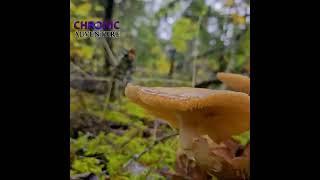 hike Shuswap Falls and Mabel Lake  Lumby BC Canada britishcolumbia mushroom nature fungus [upl. by Kraft]