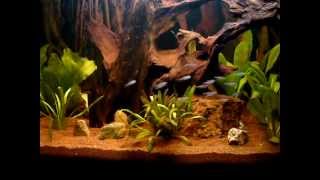 Aquarium Essequibo River  18032012 [upl. by Nnyledam632]