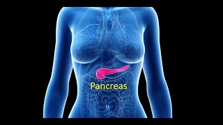 Pancreas Prof Dr Md Ashfaqur Rahman [upl. by Elimaj]