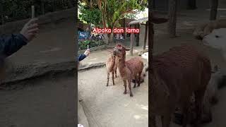 Melihat alpaka dan lama di Batu secret Zoo Jatim Park 2 Batu Jawa Timur [upl. by Ailaro899]