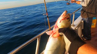 Charter boat fishing 🎣 bluefish blitz 🔥 nyc charterboat bluefish [upl. by Camilia671]