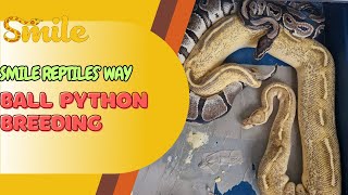 Ball Python Breeding  The Smile Reptiles Way [upl. by Lizbeth662]