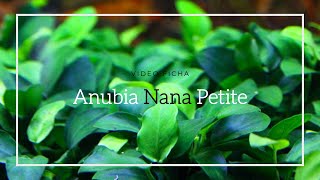 Anubias Nana Petite Video Ficha [upl. by Sneve176]