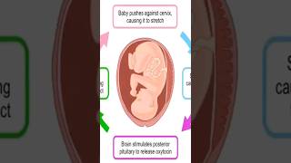 oxytocin induced labor physiology pregnancy [upl. by Wrennie548]