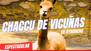 Chaccu de Vicuñas en Ayacucho en el distrito de Ocros 2024 [upl. by Rocray159]