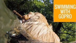 SWIMMING AT CLUMBER PARK WITH GUIDE DOG HUDSON [upl. by Gratianna]