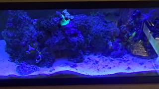 CheapReefExperiment DirectDosing PraziPro to DetatchKill Flatworms in a saltwater Reef Aquarium [upl. by Asiralc]