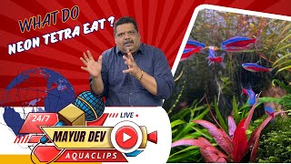 What do Neon Tetra Eat Amazing Facts about Neon Tetra Mayur Dev Aquascaper [upl. by Nobie]