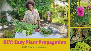 DIY Easy Plant Propagation [upl. by Noicnecsa]