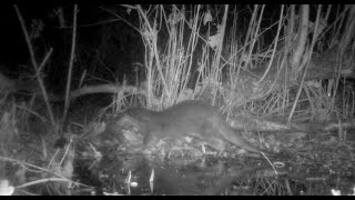 Mein Erstnachweis Fischotter in Oldenburg  WildkameraAufnahmen [upl. by Nivonod]