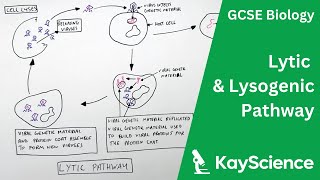 Lytic amp Lysogenic Pathway of Viruses  GCSE Biology  kaysciencecom [upl. by Gleeson]