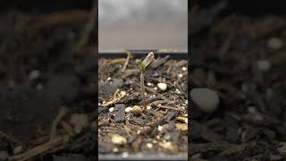 Cannabis Seed Timelapse Bald ganzes Video auf dem Kanal  Never stop Growing [upl. by Brazee]