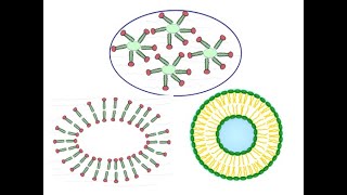 L 5 Micelles Membranes and Liposomes [upl. by Bowrah77]