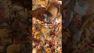 fall vlog  raking leaves qotd do you like raking leaves fall vlog viral preppy grwm [upl. by Leanard]