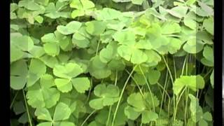 marsilea crenata plant [upl. by Euqimod]