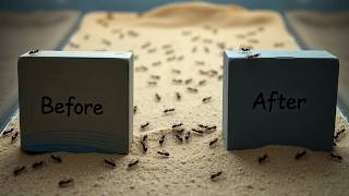 Termites vs Ants Whats the Difference LongTerm Solution Revealed [upl. by Limann479]