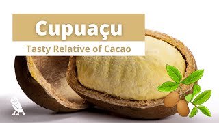 What is Cupuaçu  Fruits You Probably Never Heard Of  Ep 17 [upl. by Sunday]