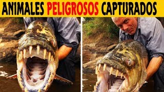 Top 8 monstruos de rió Capturados por Jeremy Wade  SoyCorraje [upl. by Newsom]