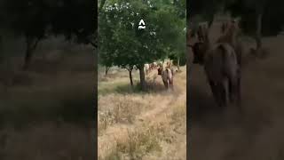 Cowdog Charlie Driving Yearling Cattle [upl. by Gabbey]