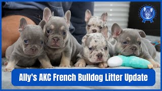 Allys AKC French Bulldog Litter Update [upl. by Askwith648]