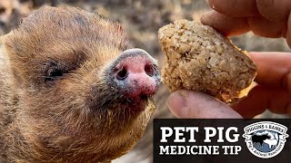 Giving Ivermectin Oral Medicine to Picky Pet Pigs [upl. by Alyaj]